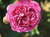 Цветок розы сорта «Блу бой»