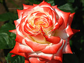 Цветок розы сорта «Императрица Фарах»