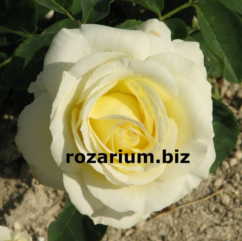 Вен роза Вайт (Роза Высоцкого-белая)