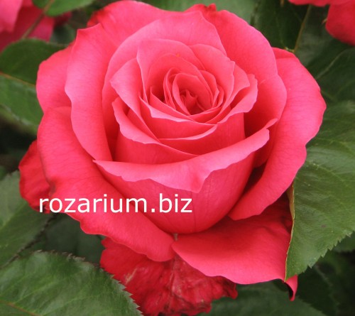 rozarium.biz - Каталог