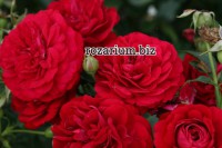 Кордес роза бордо 