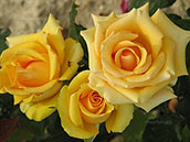 Цветы розы сорта «Капучино»