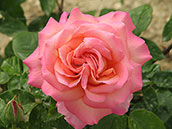 Цветок розы сорта «Чикаго пис»