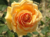 Цветок розы сорта «Ханзенштад Росток»