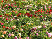 Ряды цветущих роз различных сортов