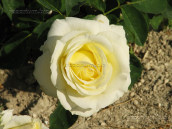 Сорт «Вен роза Вайт»