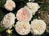 Цветы розы сорта «Мерхензаубер»