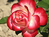 Цветок розы сорта «Юбилей Санкт-Петербурга»