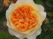 Цветок розы сорта «Зигенхауэр Юбиляум Розе»