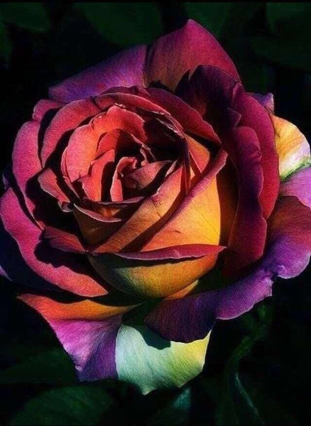 Редкие сорта роз