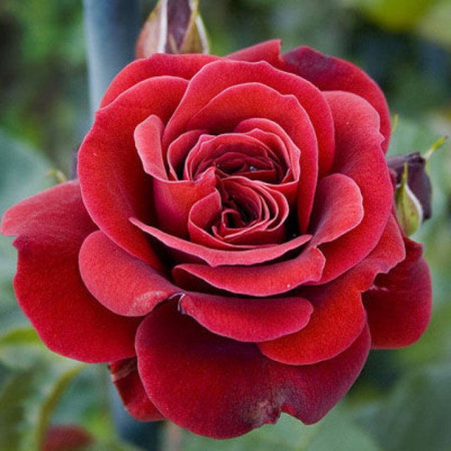 Нахенглют - 2 СОРТ Нахенглют - 2 СОРТ