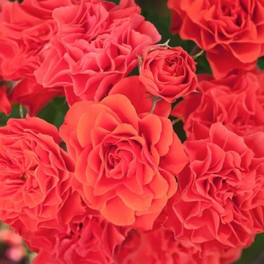 Эклад де Кораил - 2 СОРТ