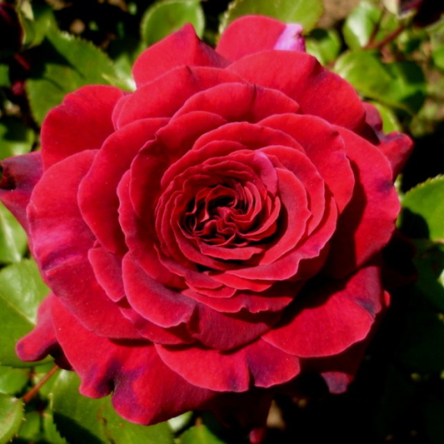 Бельвью - 2 СОРТ