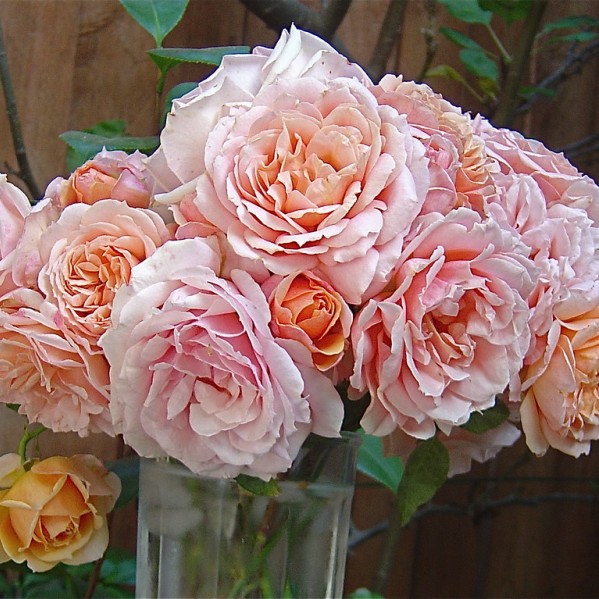 Поль Бокюз - 2 СОРТ