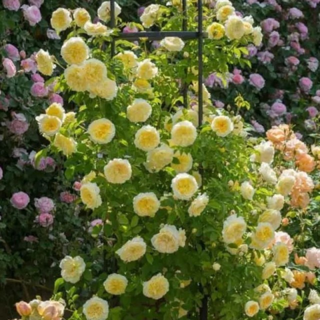 Сирано дэ Бержерак - 2 Сорт