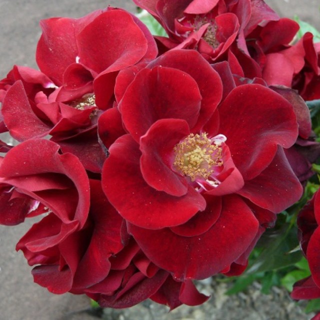 Нуар Дезир - 2 Сорт