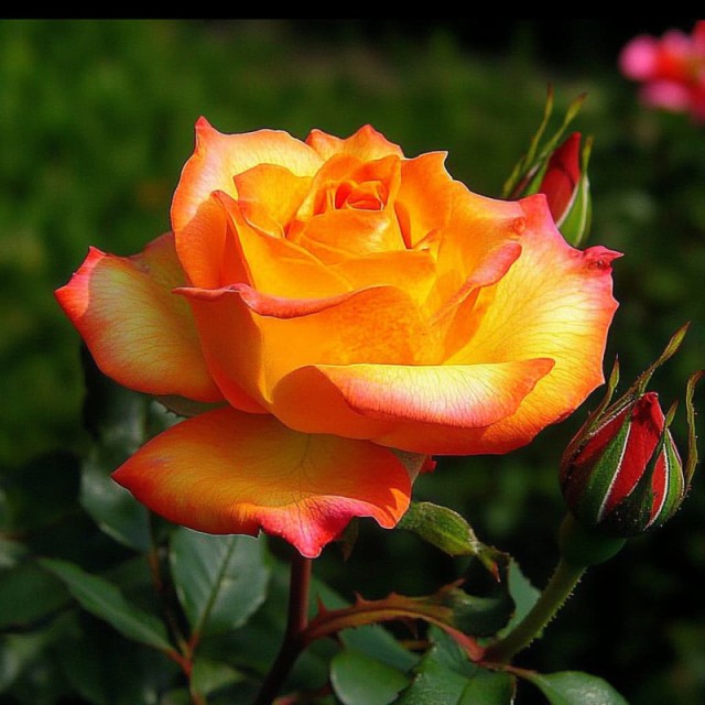 Сахара - 2 Сорт