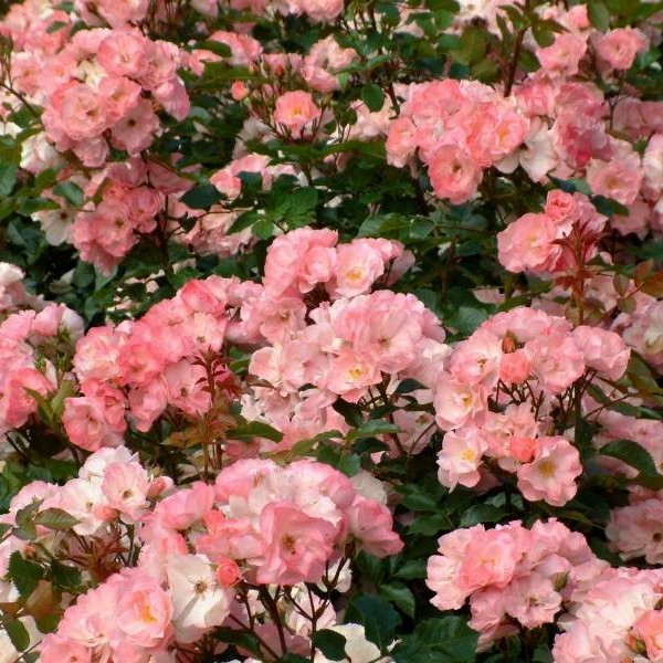 Джеки Фаворит - 2 Сорт