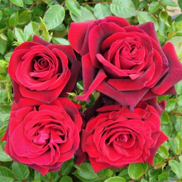 Нефертити - 2 Сорт