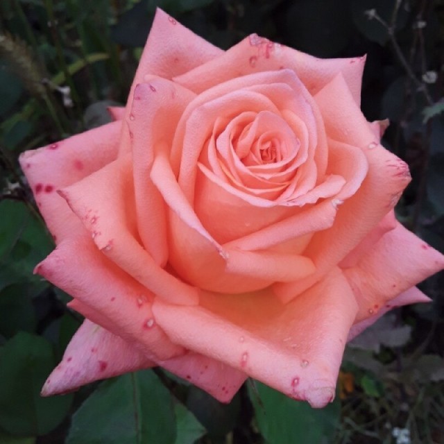 Лолипоп - 2 Сорт