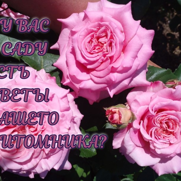 Советы тем, кто хочет купить саженцы роз