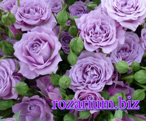 Лилак Топаз