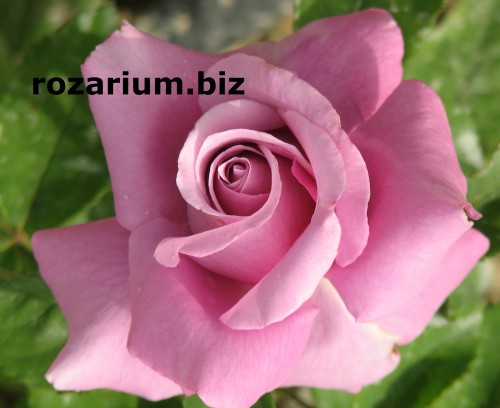 Майзер Фастнах
